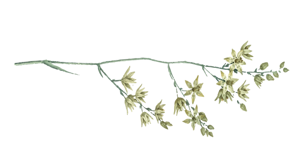 Zoo Interiors Explore Flowers